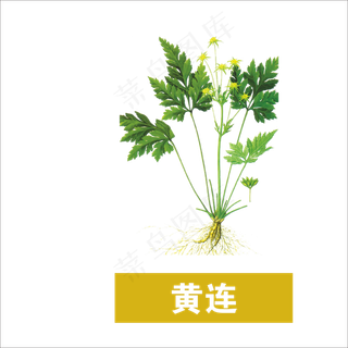 手绘草本中药药材黄连