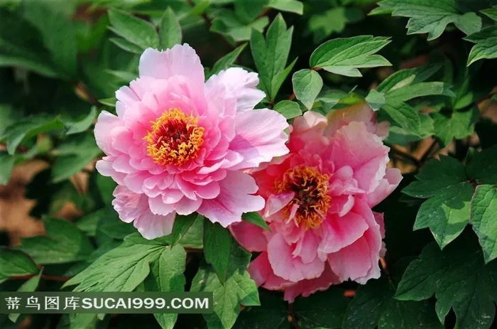 两朵鲜花牡丹花素材图片