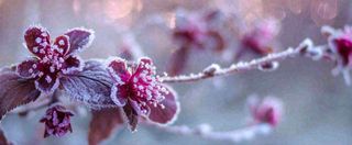 冬天冬季树枝雪景唯美浪漫大雪小雪结冰摄影图