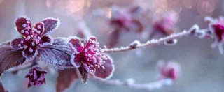 冬天冬季树枝雪景唯美浪漫大雪小雪结冰摄影图