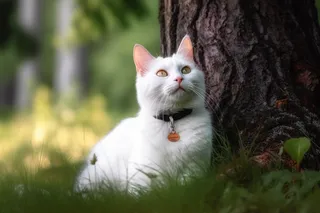 白色猫咪脖子戴着项圈猫牌在大树根边玩耍摄影图