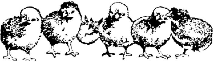 小鸡黑白线条画素材