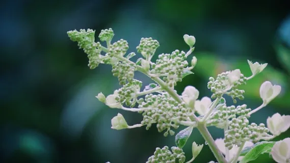 植物, 自然, 花园, 绿色, 夏天, 春天, 草