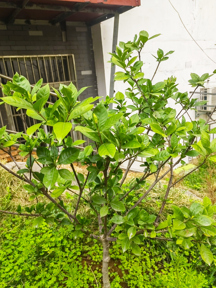 景观栀子树