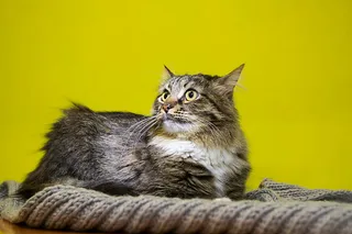 可爱猫咪 动物 素材 奶萌 (192)