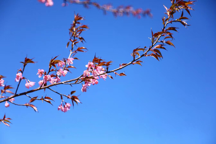蓝天桃花图