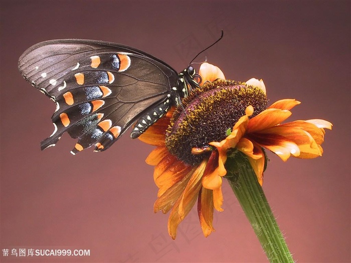 凋谢向日葵花上的昆虫蝴蝶图片