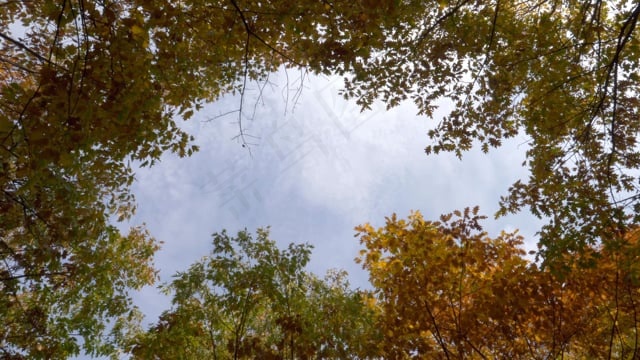 秋天, 树木, 森林, 落下, 秋天的颜色, 天空, 时间