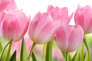 唯美粉色郁金香鲜花图片