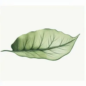 一片叶子png免抠