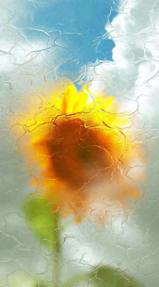 蓝天白云向日葵新鲜黄色花束，清新朦胧(816x1472)