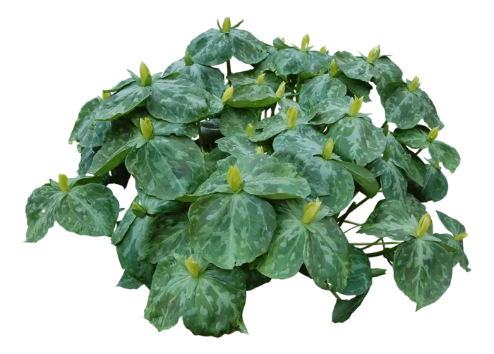 高清树木素材 免抠PSD植物素材 美术绘画园林贴图 树草灌木花草