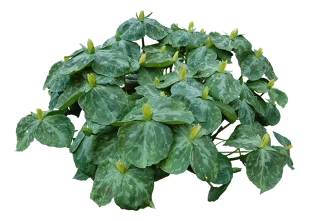 高清树木素材 免抠PSD植物素材 美术绘画园林贴图 树草灌木花草 高清树木素材 免抠PSD植物素材 美术绘画园林贴图 树草灌木花草