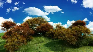 蓝天woodlandhill