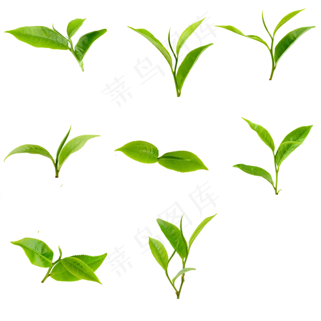 茶叶树苗绿色植物叶子