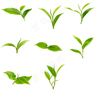 茶叶树苗绿色植物叶子
