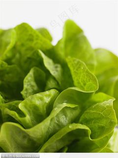 新鲜食材-褶皱的莴苣菜叶