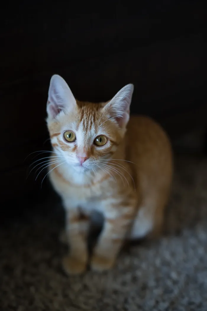 可爱猫咪猫猫摄影素材