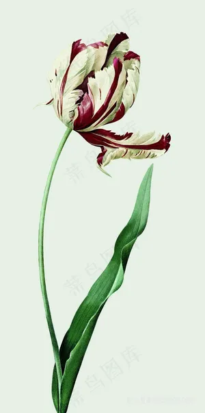 唯美花语高清插画