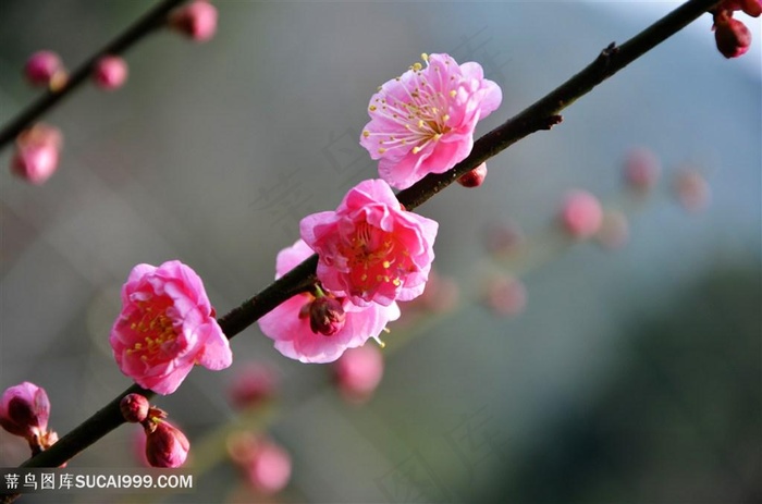 高清唯美枝头梅花鲜花图片