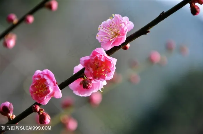 高清唯美枝头梅花鲜花图片