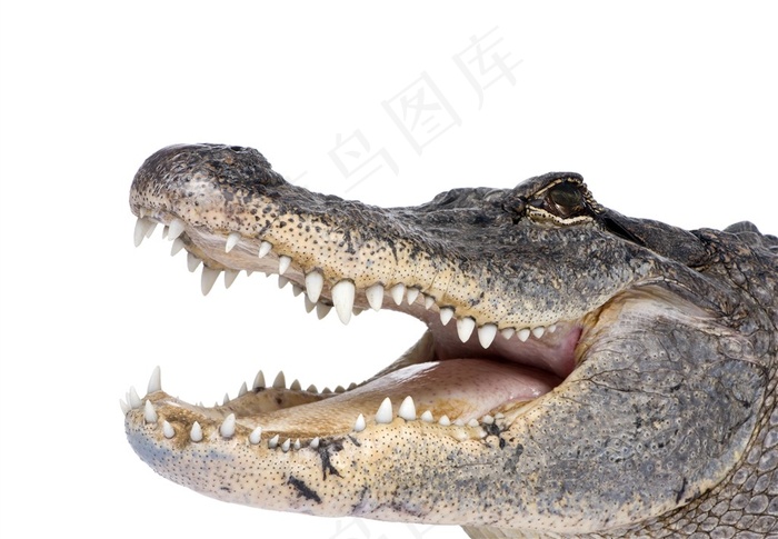 张开嘴的鳄鱼动物素材图片