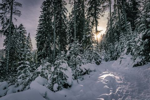 日出森林积雪景观图片