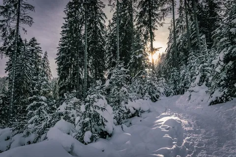 日出森林积雪景观图片 日出森林积雪景观图片