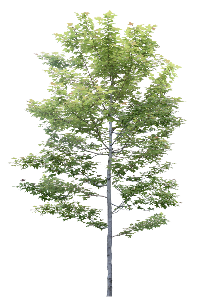 高清树木素材 免抠PSD植物素材 美术绘画园林贴图 树草灌木花草