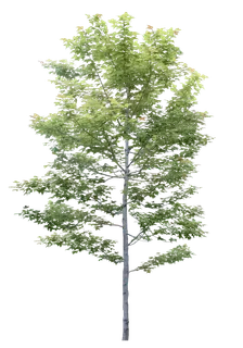 高清树木素材 免抠PSD植物素材 美术绘画园林贴图 树草灌木花草