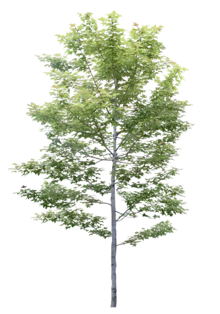 高清树木素材 免抠PSD植物素材 美术绘画园林贴图 树草灌木花草