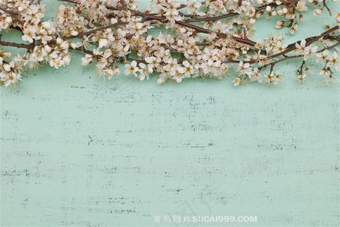 美丽的春天花朵植物