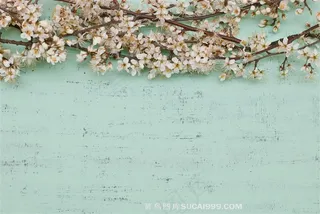 美丽的春天花朵植物