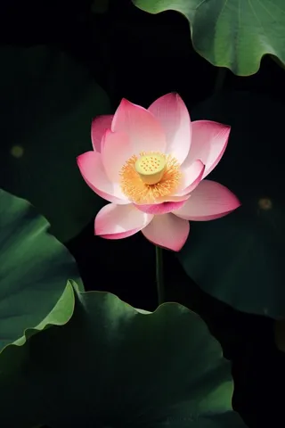 莲花光影暗黑摄影图