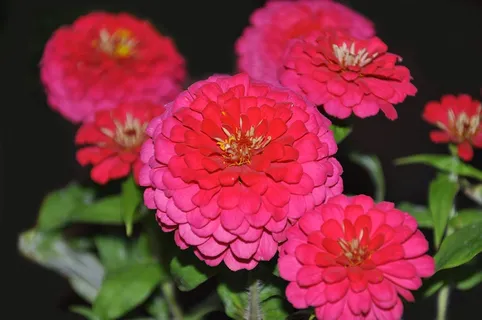 红色非洲菊鲜花图片 红色非洲菊鲜花图片