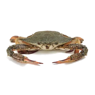 螃蟹(46)海鲜超市商品红酒白底图免抠实物摄影png格式图片透明底