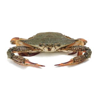 螃蟹(46)海鲜超市商品红酒白底图免抠实物摄影png格式图片透明底