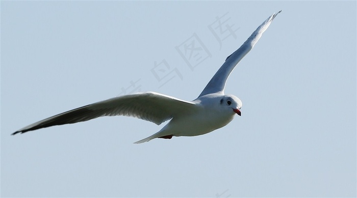 天空翱翔的海鸥摄影图片