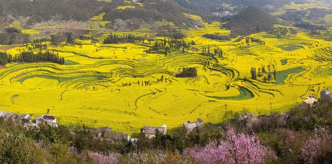 罗平油菜花图片