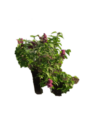 合成所需花草素材