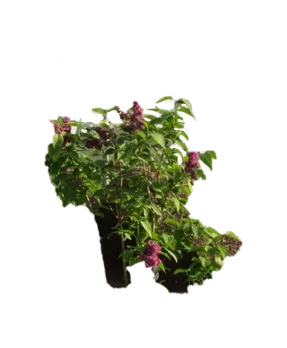 合成所需花草素材