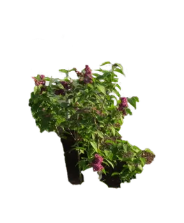 合成所需花草素材 合成所需花草素材