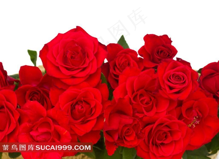红色艳丽玫瑰花图片