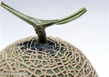 哈密瓜顶部高清特写