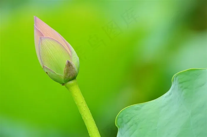 雨后娇艳的荷花图片