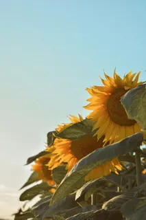 黄色向日葵摄影素材