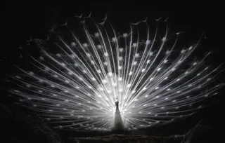 美丽端庄的白孔雀摄影素材