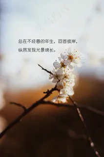 非主流鲜花唯美带字图片 非主流鲜花唯美带字图片