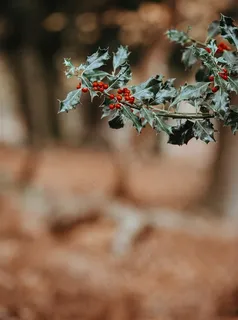 冬青树上深红的果实高清图