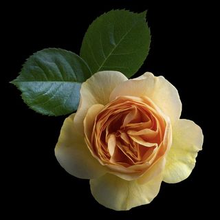 唯美黄色月季花鲜花图片